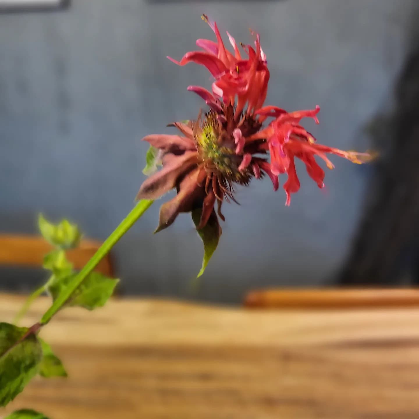꽃놀이터