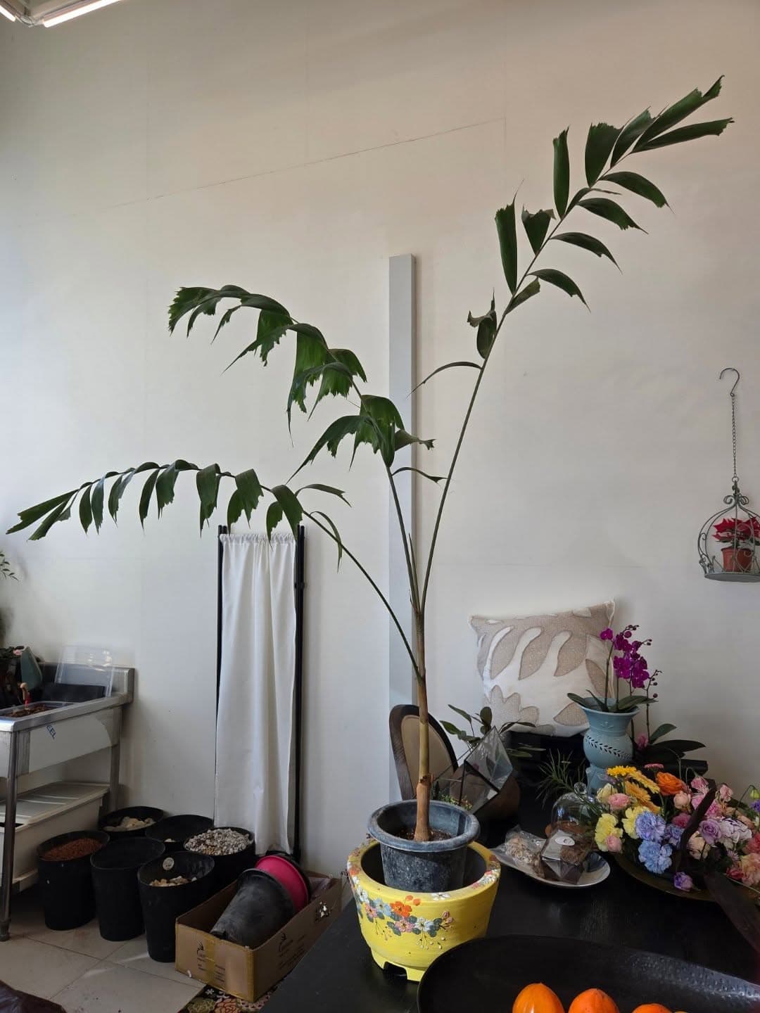 반려식물