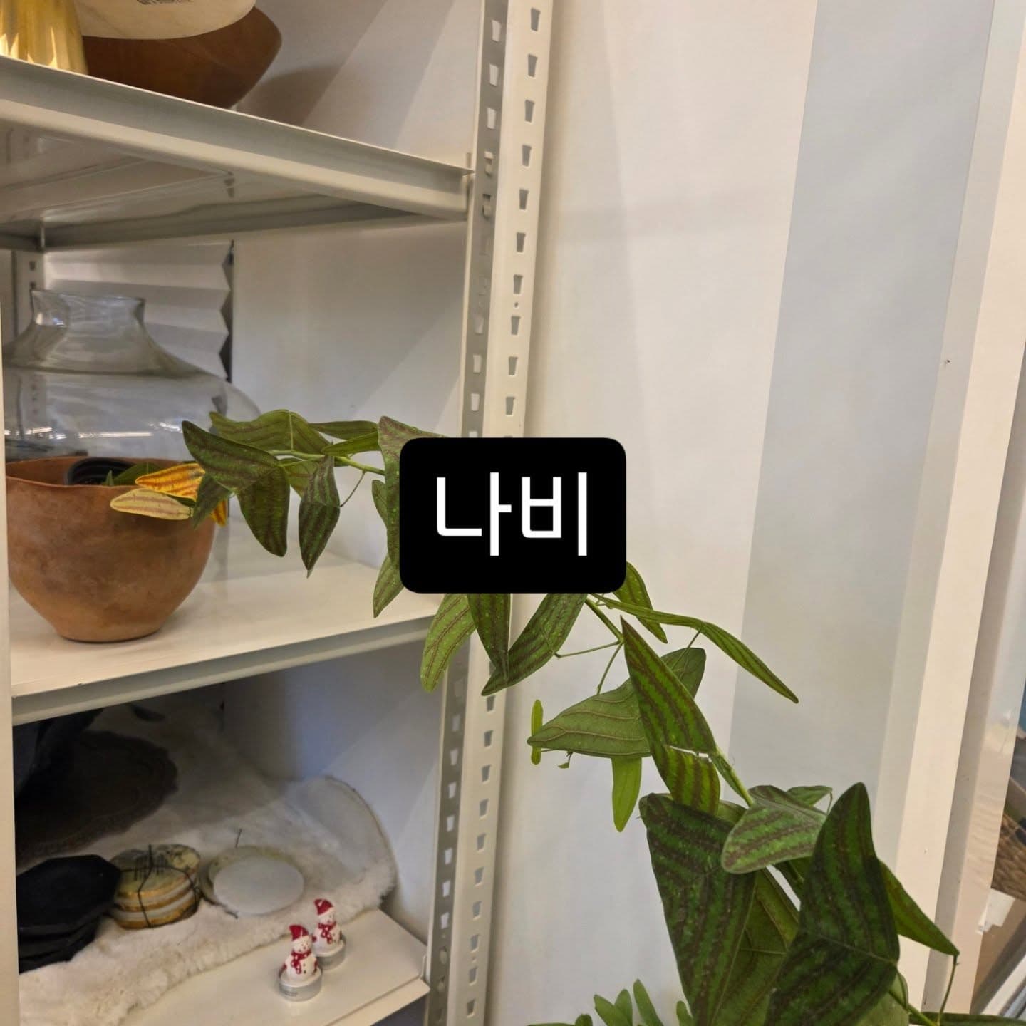 호박꽃집 작품 · 2025.11.02