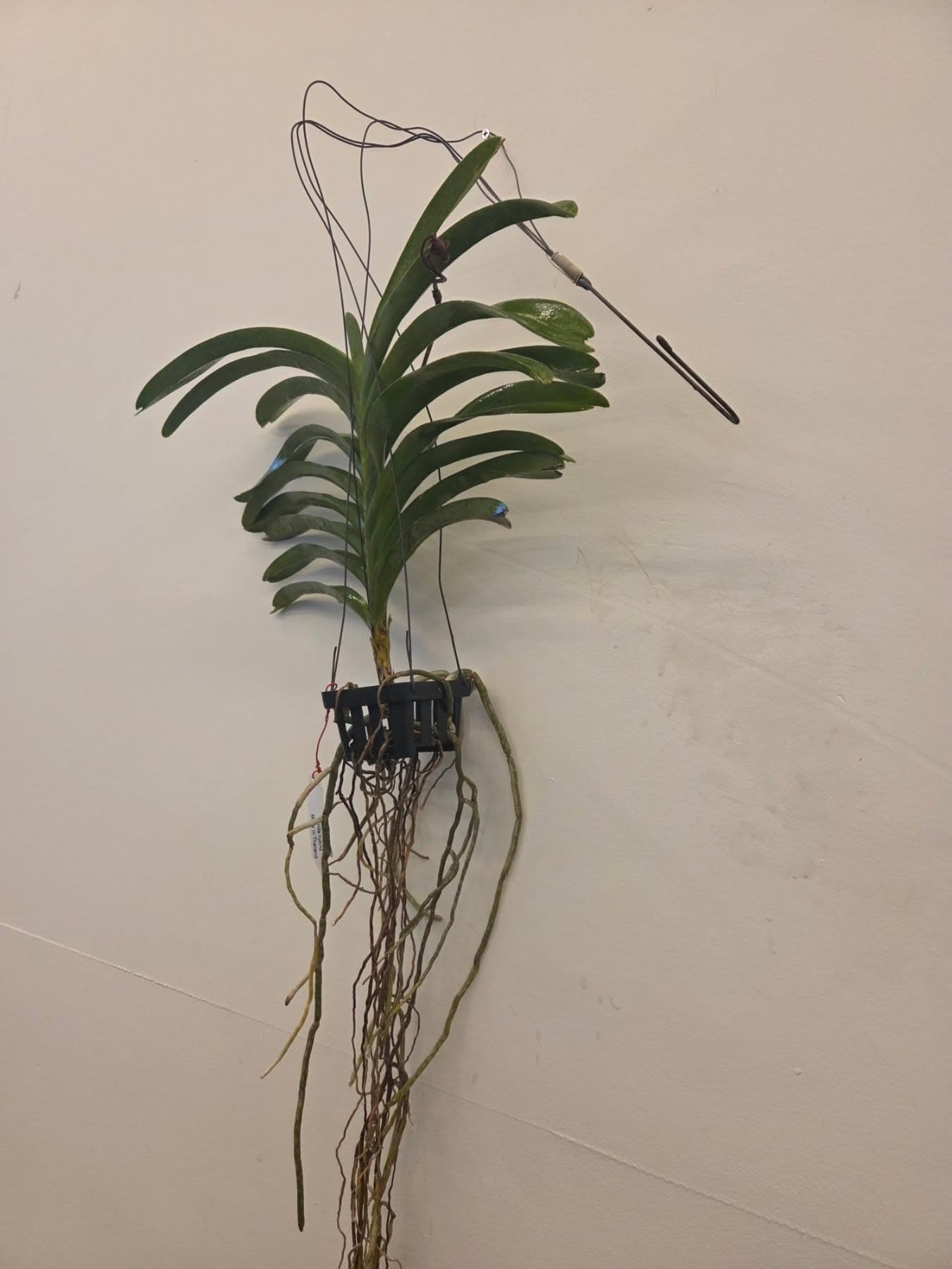 반려식물