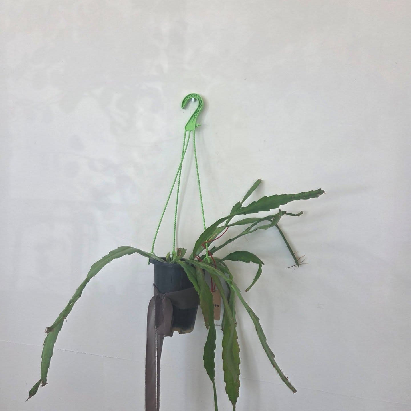 행잉식물