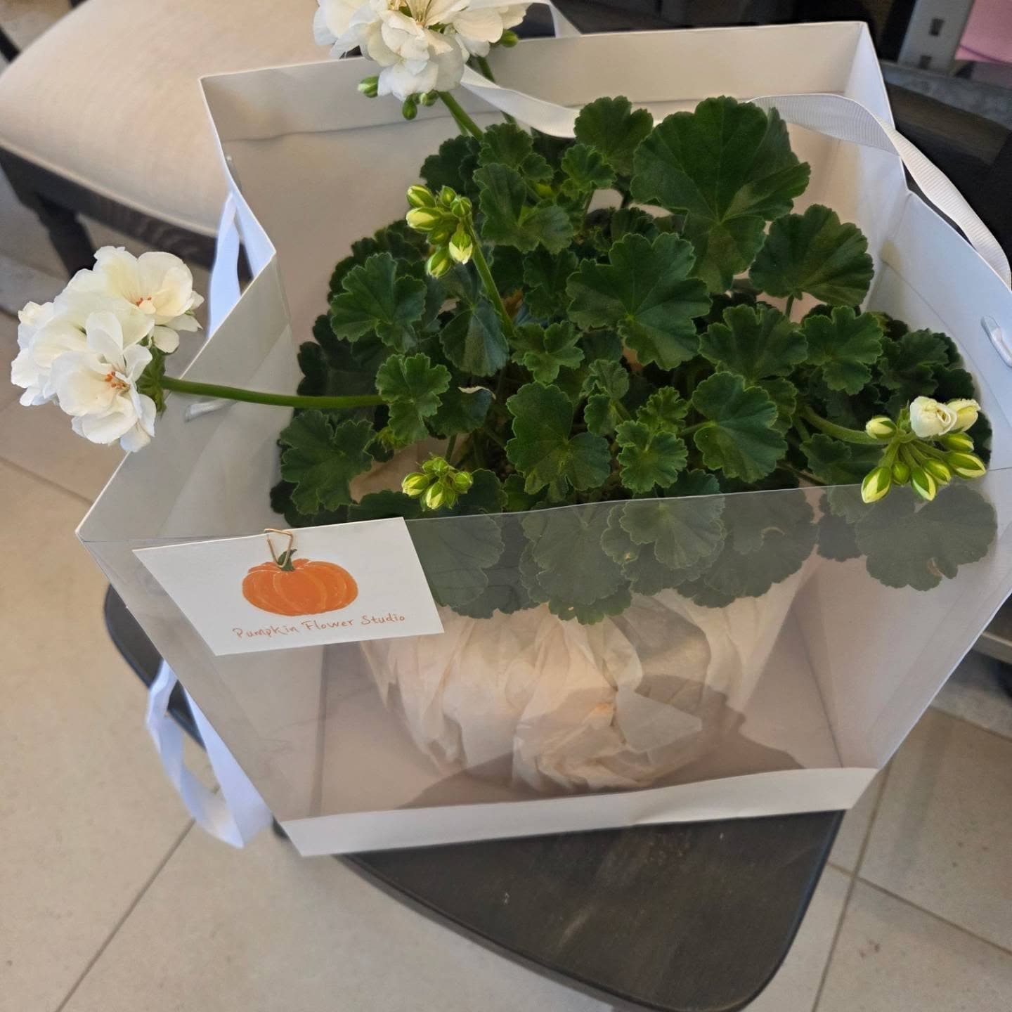 작은 화분선물