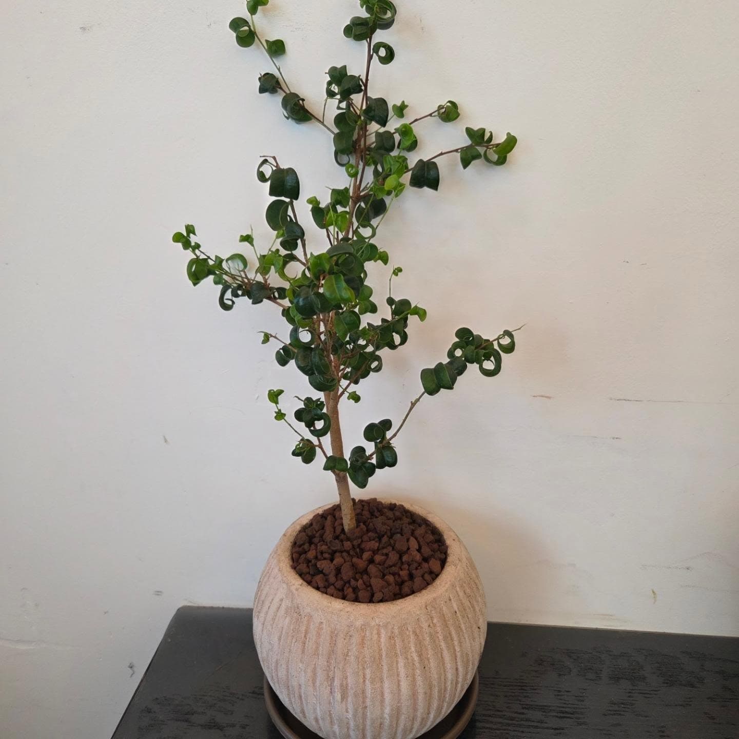 호박꽃집 작품 · 2026.08.10
