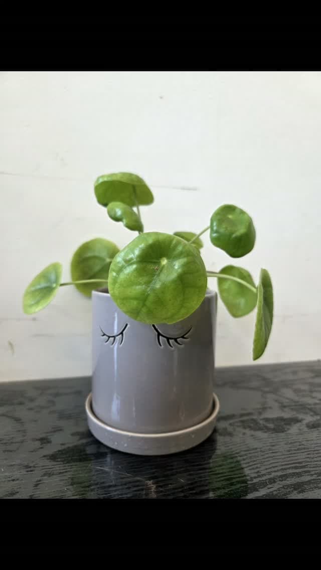 미니화분 ㆍ화병