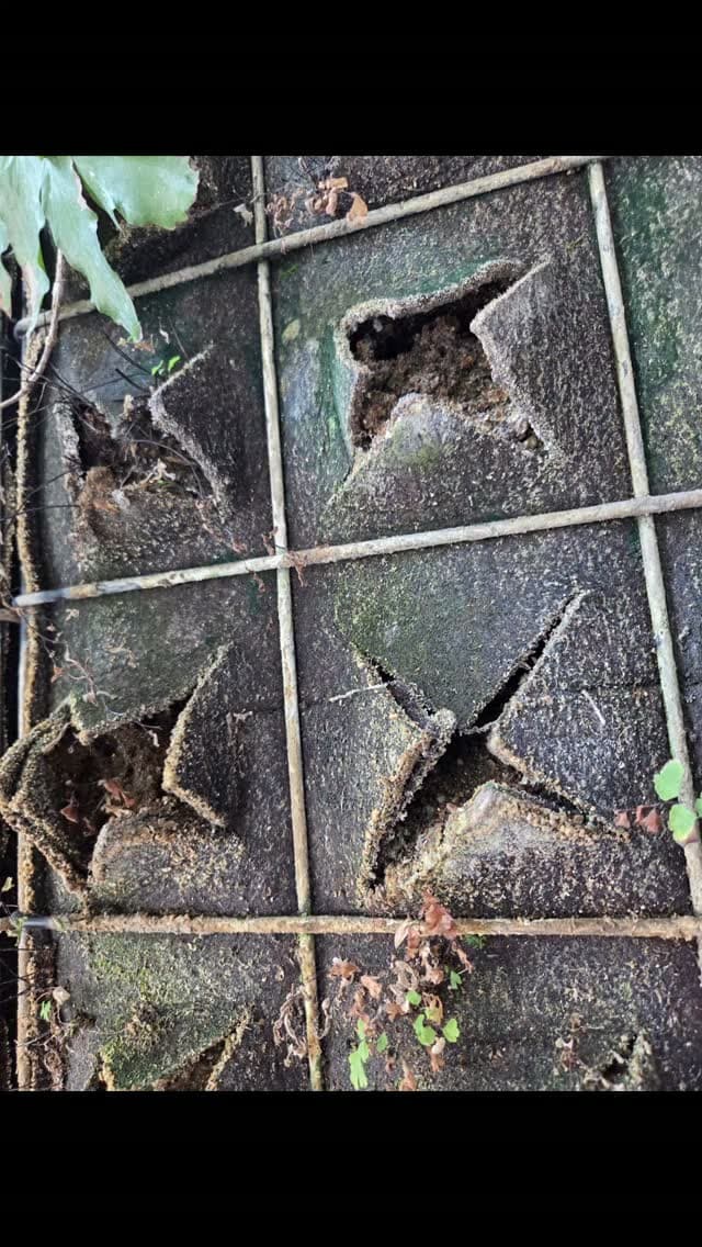 동경 식물원 가장