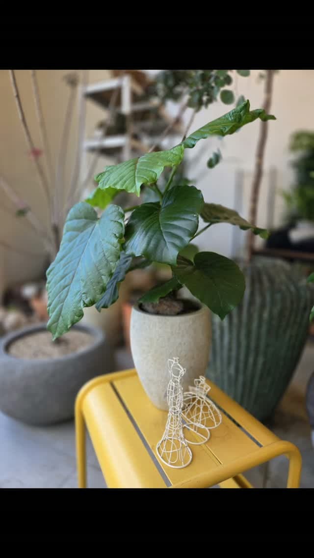작은 화분