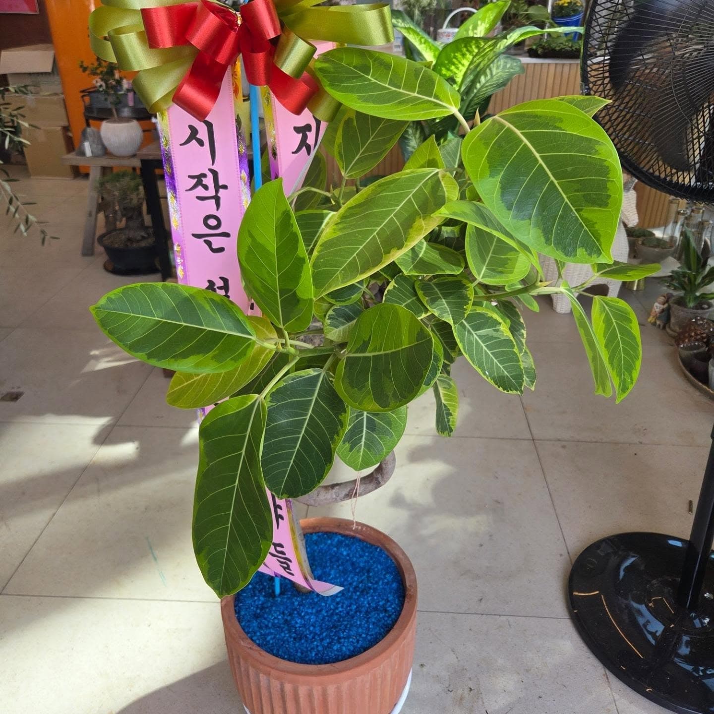 개업화분 이뿐집